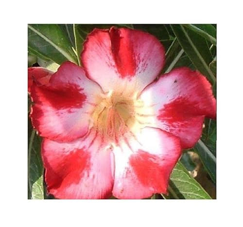 Stk - 3x Adenium obesum Red Moonlight Wüstenrose Garten Pflanzen - Samen B572 - Seeds & Plants Shop by Ipsa von Seeds & Plants Shop by Ipsa