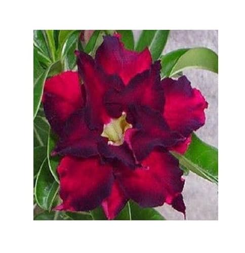 Stk - 3x Adenium obesum Rose Wüstenrose Garten Pflanzen - Samen B573 - Seeds & Plants Shop by Ipsa von Seeds & Plants Shop by Ipsa