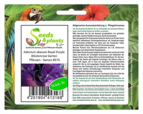 Stk - 3x Adenium obesum Royal Purple Wüstenrose Garten Pflanzen - Samen B575 - Seeds & Plants Shop by Ipsa von Seeds & Plants Shop by Ipsa