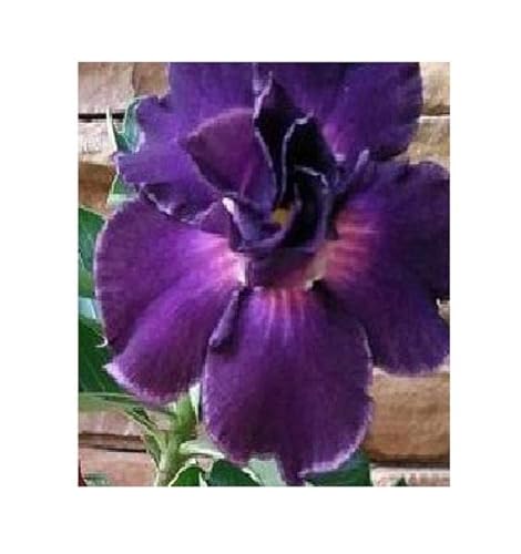 Stk - 3x Adenium obesum Royal Purple Wüstenrose Garten Pflanzen - Samen B575 - Seeds & Plants Shop by Ipsa von Seeds & Plants Shop by Ipsa