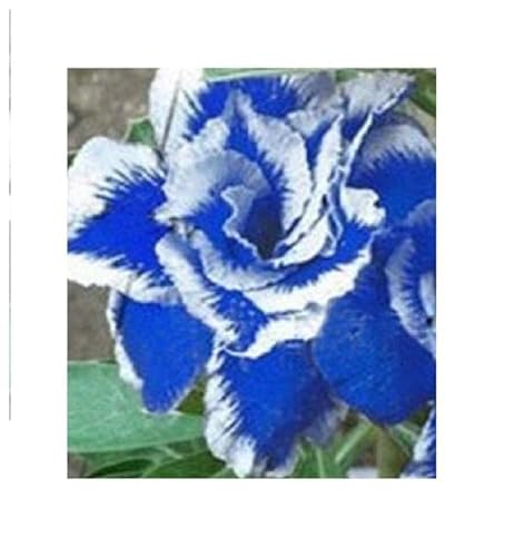 Stk - 3x Adenium obesum Thailand Wüstenrose Garten Pflanzen - Samen B571 - Seeds & Plants Shop by Ipsa von Seeds & Plants Shop by Ipsa