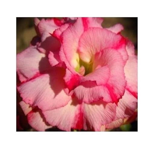 Stk - 3x Adenium obesum Wanida Wüstenrose Garten Pflanzen - Samen B587 - Seeds & Plants Shop by Ipsa von Seeds & Plants Shop by Ipsa