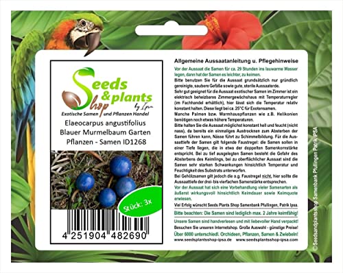 Stk - 3x Elaeocarpus angustifolius Blauer Murmelbaum Garten Pflanzen - Samen ID1268 - Seeds & Plants Shop by Ipsa von Seeds & Plants Shop by Ipsa