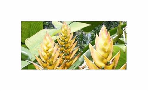 Stk - 3x Heliconia librata - Hummerscheren Helikonien Pflanzen - Samen ID1732 - Seeds & Plants Shop by Ipsa von Seeds & Plants Shop by Ipsa