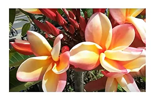 Stk - 3x Plumeria rubra Rei Rainbow Frangipani Wachsblume Pflanzen - Samen B122 - Seeds & Plants Shop by Ipsa Stk - 3x Plumeria rubra Rei Rainbow Frangipani Wachsblume Pflanzen - Samen B122 - Seeds & Plants Shop by Ipsa von Seeds & Plants Shop by Ipsa