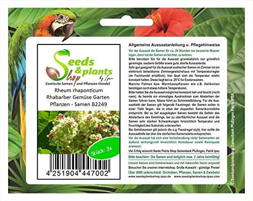 Stk - 3x Rheum rhaponticum Rhabarber Gemüse Garten Pflanzen - Samen B2249 - Seeds & Plants Shop by Ipsa von Seeds & Plants Shop by Ipsa