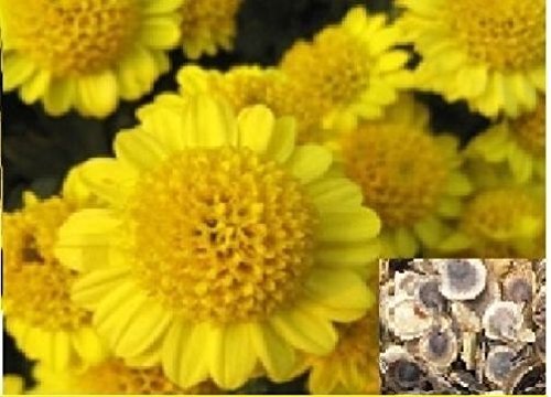 Stk - 40x Chrysanthemum indicum Li Blumen Pflanzen - Samen A54 - Seeds & Plants Shop by Ipsa von Seeds & Plants Shop by Ipsa