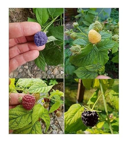 Stk - 40x Himbeeren Mix Rarität Beeren Obst Garten Pflanzen - Samen A12 - Seeds & Plants Shop by Ipsa Stk - 40x Himbeeren Mix Rarität Beeren Obst Garten Pflanzen - Samen A12 - Seeds & Plants Shop by Ipsa von Seeds & Plants Shop by Ipsa