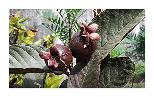 Stk - 40x Psidium guajava Colombian Red Obst Baum Garten Pflanzen - Samen ID731 - Seeds & Plants Shop by Ipsa von Seeds & Plants Shop by Ipsa