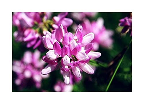 Stk - 40x Securigera varia Bunte Kronwicke Hybrid Pflanzen - Samen A307 - Seeds & Plants Shop by Ipsa Stk - 40x Securigera varia Bunte Kronwicke Hybrid Pflanzen - Samen A307 - Seeds & Plants Shop by Ipsa von Seeds & Plants Shop by Ipsa