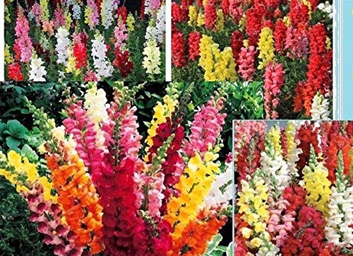 Stk - 40x Snapdragon Regenbogen Mix Löwenmaul Pflanzen - Samen A188 - Seeds & Plants Shop by Ipsa von Seeds & Plants Shop by Ipsa