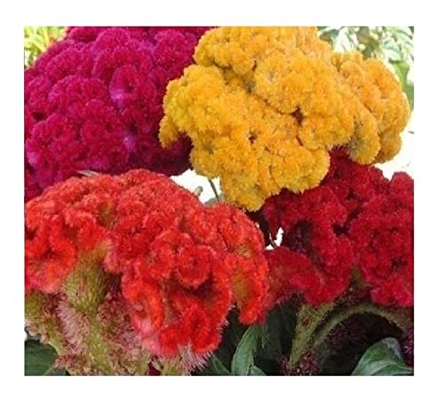 Stk - 45x Riesen Celosia cristata Pyramidalis 4 Farben Pflanzen - Samen A6 - Seeds & Plants Shop by Ipsa von Seeds & Plants Shop by Ipsa