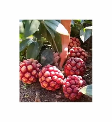 Stk - 4x Kadsura coccinea - Na rung Kletterpflanze Frucht essbar Pflanzen - Samen A445 - Seeds & Plants Shop by Ipsa von Seeds & Plants Shop by Ipsa