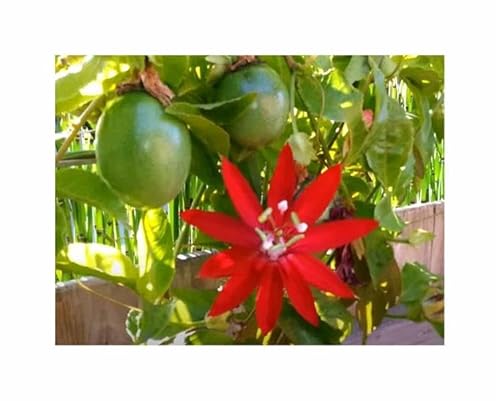 Stk - 4x Passiflora coccinea rot Kletterpflanze essbar Pflanzen - Samen A446 - Seeds & Plants Shop by Ipsa von Seeds & Plants Shop by Ipsa