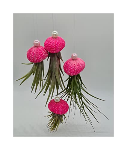 Stk - 4x Seeigel Pink leuchten in Gelb Nachts mit Hängepflanze Lebende Tillandsia SI6 - Seeds & Plants Shop by Ipsa von Seeds & Plants Shop by Ipsa