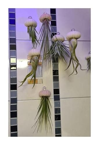 Stk - 4x Seeigel Qualle Mix Luftreinigende Hängepflanze mit Lebende Tillandsia SI4 - Seeds & Plants Shop by Ipsa von Seeds & Plants Shop by Ipsa