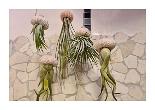 Stk - 4x Seeigel Qualle Mix Luftreinigende Hängepflanze mit Lebende Tillandsia SI4 - Seeds & Plants Shop by Ipsa Stk - 4x Seeigel Qualle Mix Luftreinigende Hängepflanze mit Lebende Tillandsia SI4 - Seeds & Plants Shop by Ipsa von Seeds & Plants Shop by Ipsa