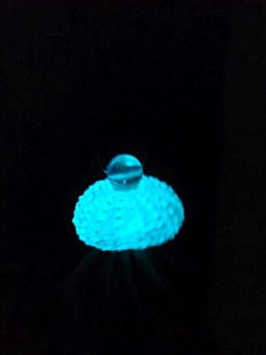 Stk - 4x Seeigel leuchten in Aqua blau Nachts mit Hängepflanze Lebende Tillandsia SI5 - Seeds & Plants Shop by Ipsa von Seeds & Plants Shop by Ipsa