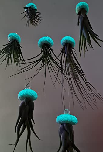 Stk - 4x Seeigel leuchten in Aqua blau Nachts mit Hängepflanze Lebende Tillandsia SI5 - Seeds & Plants Shop by Ipsa Stk - 4x Seeigel leuchten in Aqua blau Nachts mit Hängepflanze Lebende Tillandsia SI5 - Seeds & Plants Shop by Ipsa von Seeds & Plants Shop by Ipsa