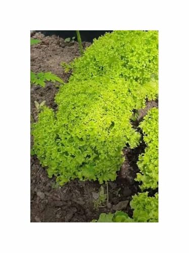 Stk - 500 Korn Pflücksalat Lollo Bionda Garten Pflanzen - Samen F-S331 - Seeds & Plants Shop by Ipsa Stk - 500 Korn Pflücksalat Lollo Bionda Garten Pflanzen - Samen F-S331 - Seeds & Plants Shop by Ipsa von Seeds & Plants Shop by Ipsa