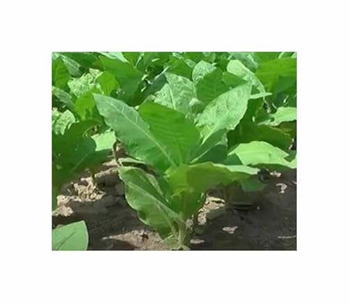 Stk - 50x Java Besuki Tabak Garten Pflanzen - Samen TB25 - Seeds & Plants Shop by Ipsa von Seeds & Plants Shop by Ipsa