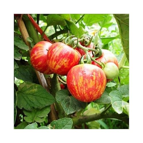 Stk - 50x Lycopersicon Esculentum Red Zebra Tomaten Gemüse Pflanzen - Samen A430 - Seeds & Plants Shop by Ipsa von Seeds & Plants Shop by Ipsa