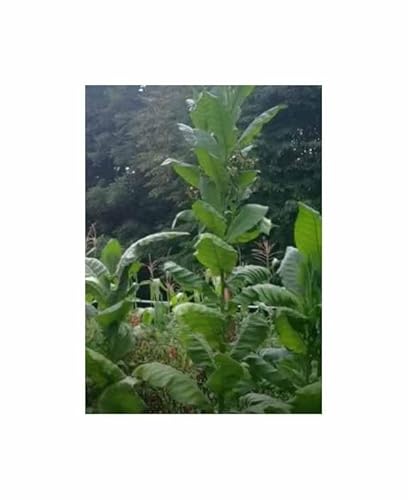 Stk - 50x Rustica Asiatica Tabak Garten Pflanzen - Samen TB33 - Seeds & Plants Shop by Ipsa von Seeds & Plants Shop by Ipsa
