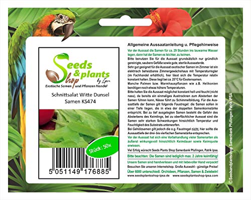 Stk - 50x Schnittsalat Witte Dunsel- Salat Samen Gemüse KS474 - Seeds & Plants Shop by Ipsa von Seeds & Plants Shop by Ipsa