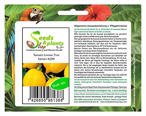 Stk - 50x Tomate Lemon Tree Alte Sorten Gemüse Garten Pflanzen - Samen K299 - Seeds & Plants Shop by Ipsa von Seeds & Plants Shop by Ipsa