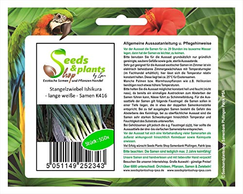 Stk - 550x Stangelzwiebel Ishikura lange weiße Zwiebeln Gemüse Pflanzen - Samen K416 - Seeds & Plants Shop by Ipsa von Seeds & Plants Shop by Ipsa