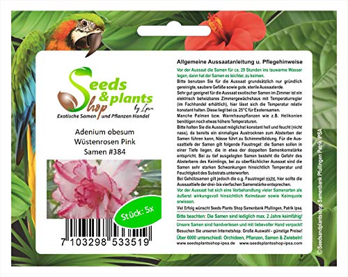 Stk - 5x Adenium obesum Wüstenrosen Pink Zimmerpflanze Samen A384 - Seeds & Plants Shop by Ipsa von Seeds & Plants Shop by Ipsa