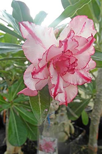 Stk - 5x Adenium obesum Wüstenrosen Pink Zimmerpflanze Samen A384 - Seeds & Plants Shop by Ipsa von Seeds & Plants Shop by Ipsa