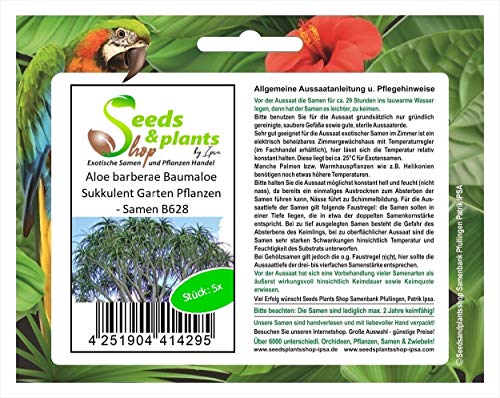 Stk - 5x Aloe barberae Baumaloe Sukkulent Garten Pflanzen - Samen B628 - Seeds & Plants Shop by Ipsa von Seeds & Plants Shop by Ipsa