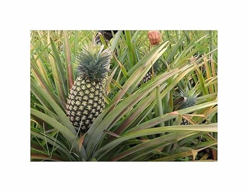 Stk - 5x Ananas Cayenne aus Kamerun Ananaspflanze Garten Zimmer Pflanzen - Samen A439 - Seeds & Plants Shop by Ipsa von Seeds & Plants Shop by Ipsa