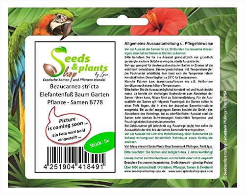 Stk - 5x Beaucarnea stricta Elefantenfuß Baum Garten Pflanze - Samen B778 - Seeds & Plants Shop by Ipsa von Seeds & Plants Shop by Ipsa