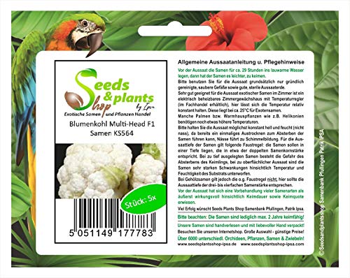 Stk - 5x Blumenkohl Multi-Head F1 - Blumenkohl Samen Gemüse KS564 - Seeds & Plants Shop by Ipsa von Seeds & Plants Shop by Ipsa