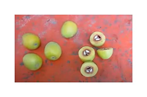 Stk - 5x Canarium subulatum Baum Garten Pflanzen - Samen ID1159 - Seeds & Plants Shop by Ipsa von Seeds & Plants Shop by Ipsa