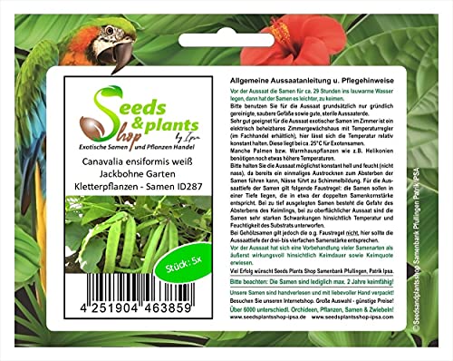 Stk - 5x Canavalia ensiformis weiß Jackbohne Garten Kletterpflanzen - Samen ID287 - Seeds & Plants Shop by Ipsa von Seeds & Plants Shop by Ipsa