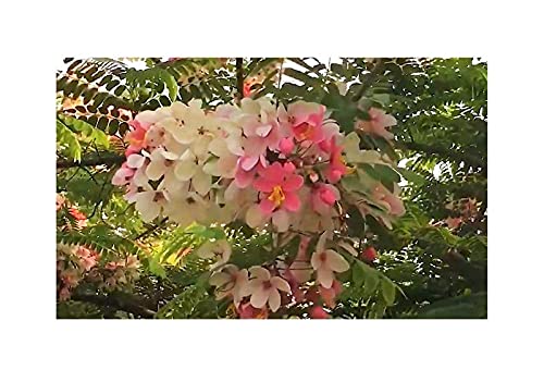 Stk - 5x Cassia javanica subsp. nodosa Pink Lady Baum Garten Pflanzen - Samen ID80 - Seeds & Plants Shop by Ipsa von Seeds & Plants Shop by Ipsa