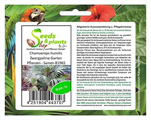 Stk - 5x Chamaerops humilis Zwergpalme Garten Pflanzen - Samen B1965 - Seeds & Plants Shop by Ipsa von Seeds & Plants Shop by Ipsa