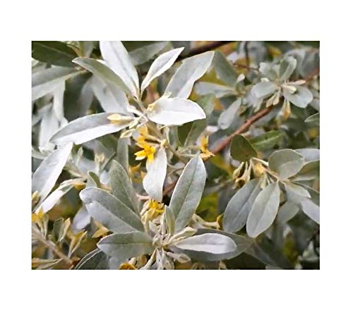 Stk - 5x Elaeagnus angustifolia Ölweide Baum Strauch Pflanzen - Samen B2067 - Seeds & Plants Shop by Ipsa von Seeds & Plants Shop by Ipsa