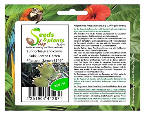 Stk - 5x Euphorbia grandicornis Sukkulenten Garten Pflanzen - Samen B1464 - Seeds & Plants Shop by Ipsa von Seeds & Plants Shop by Ipsa