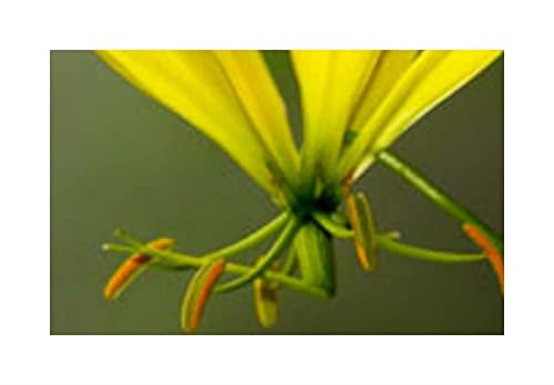 Stk - 5x Gloriosa superba Yellow Ruhmeskrone Garten Pflanzen - Samen A243 - Seeds & Plants Shop by Ipsa von Seeds & Plants Shop by Ipsa