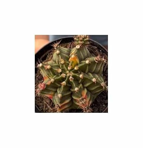 Stk - 5x Gymnocalycium mihanovichii Variegata Kaktus Zier - Pflanzen - Samen ID1721 - Seeds & Plants Shop by Ipsa von Seeds & Plants Shop by Ipsa