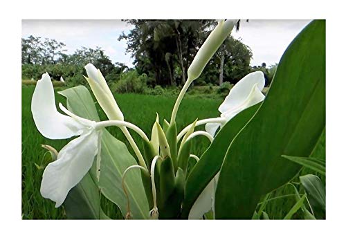 Stk - 5x Hedychium coronarium Weißer Schmetterlingsingwer Pflanzen - Samen A270 - Seeds & Plants Shop by Ipsa von Seeds & Plants Shop by Ipsa