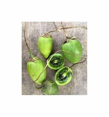 Stk - 5x Lycianthes moziniana Tlanoxtle Obst essbare Früchte Pflanzen - Samen ID1791 - Seeds & Plants Shop by Ipsa Stk - 5x Lycianthes moziniana Tlanoxtle Obst essbare Früchte Pflanzen - Samen ID1791 - Seeds & Plants Shop by Ipsa von Seeds & Plants Shop by Ipsa