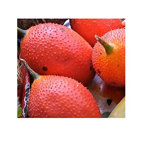 Stk - 5x Momordica cochinchinensis Baby Jackfrucht Obst Pflanzen - Samen B1772 - Seeds & Plants Shop by Ipsa Stk - 5x Momordica cochinchinensis Baby Jackfrucht Obst Pflanzen - Samen B1772 - Seeds & Plants Shop by Ipsa von Seeds & Plants Shop by Ipsa