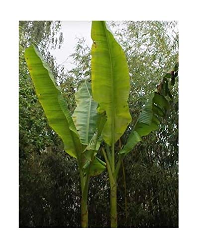 Stk - 5x Musa sikkimensis Darjeeling Banane Obst Pflanzen - Samen B1805 - Seeds & Plants Shop by Ipsa Stk - 5x Musa sikkimensis Darjeeling Banane Obst Pflanzen - Samen B1805 - Seeds & Plants Shop by Ipsa von Seeds & Plants Shop by Ipsa