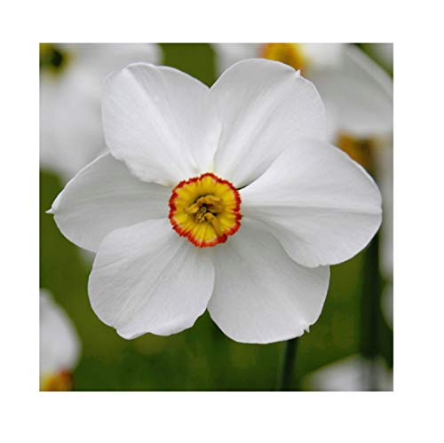 Stk - 5x Narzisse Recurvus - Narcissus Narzissenzwiebeln F1 Zwiebeln K-ZK134 - Seeds & Plants Shop by Ipsa von Seeds & Plants Shop by Ipsa