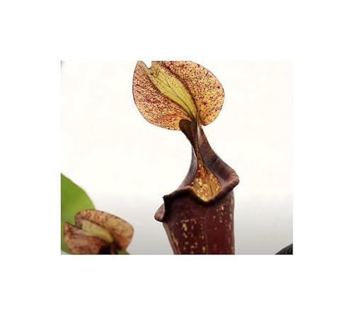 Stk - 5x Nepenthes rafflesiana rainbow speckle var. squat Kannenpflanzen - Samen B1827 - Seeds & Plants Shop by Ipsa Stk - 5x Nepenthes rafflesiana rainbow speckle var. squat Kannenpflanzen - Samen B1827 - Seeds & Plants Shop by Ipsa von Seeds & Plants Shop by Ipsa